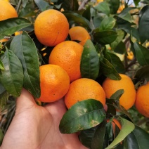 沃柑价格优惠，霜冻过的沃柑更便宜，有榨汁机的吗？