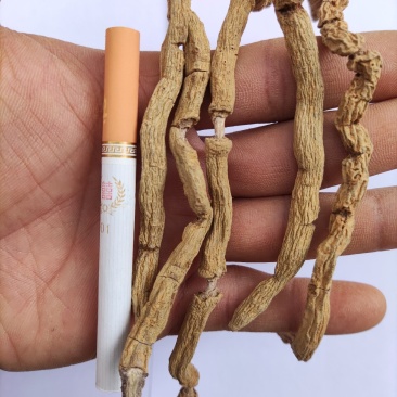 巴戟天批发三级头巴戟天货源稳定全年供货