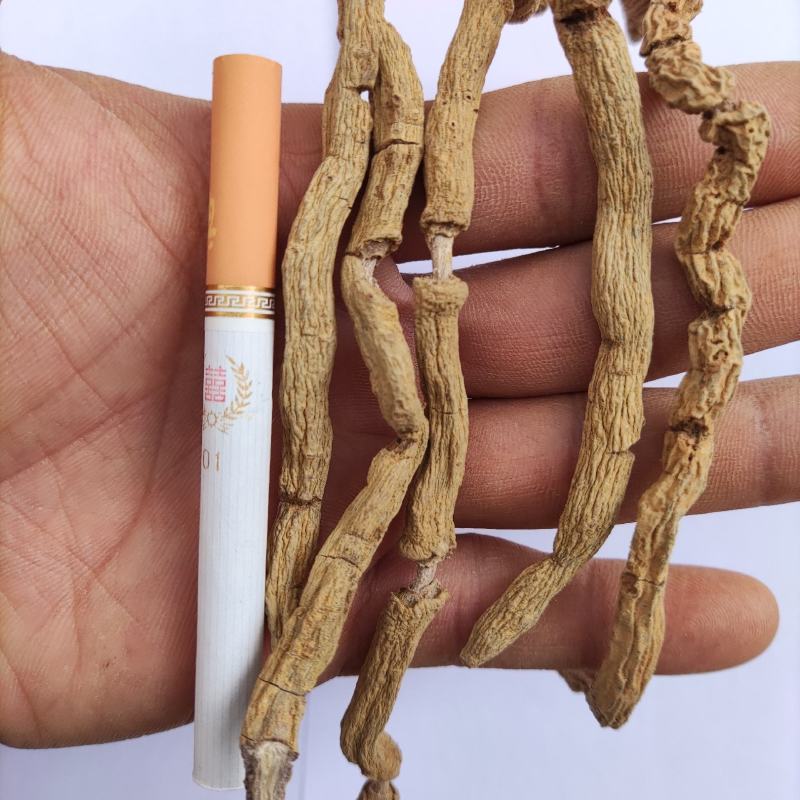 巴戟天批发三级头巴戟天货源稳定全年供货