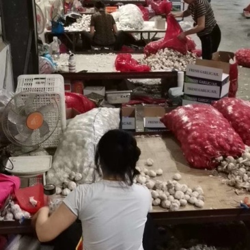 山东金乡本地大蒜加工，一手货源，发全国市场，出口均可
