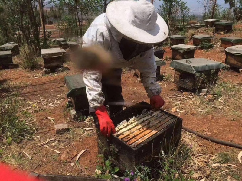 巢蜂蜜，真宗巢蜂蜜，地摊产品，现货供应地摊火爆产品