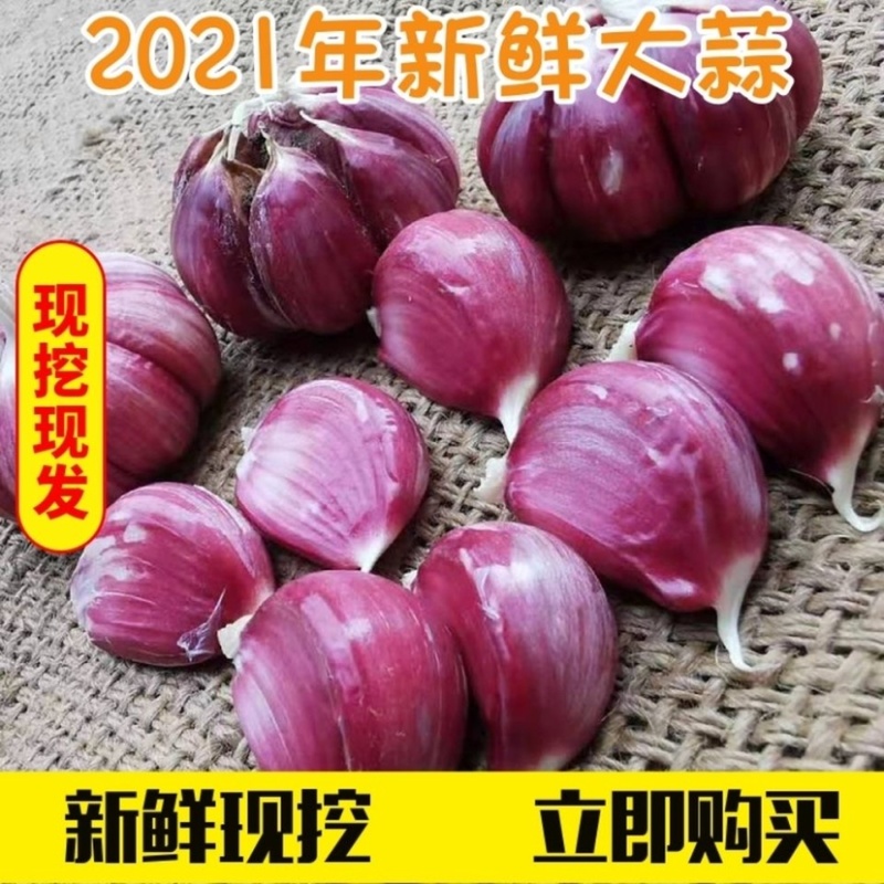 云南新鲜大蒜3斤5斤9斤湿蒜多瓣蒜紫皮支持一件代发