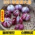云南新鲜大蒜3斤5斤9斤湿蒜多瓣蒜紫皮支持一件代发