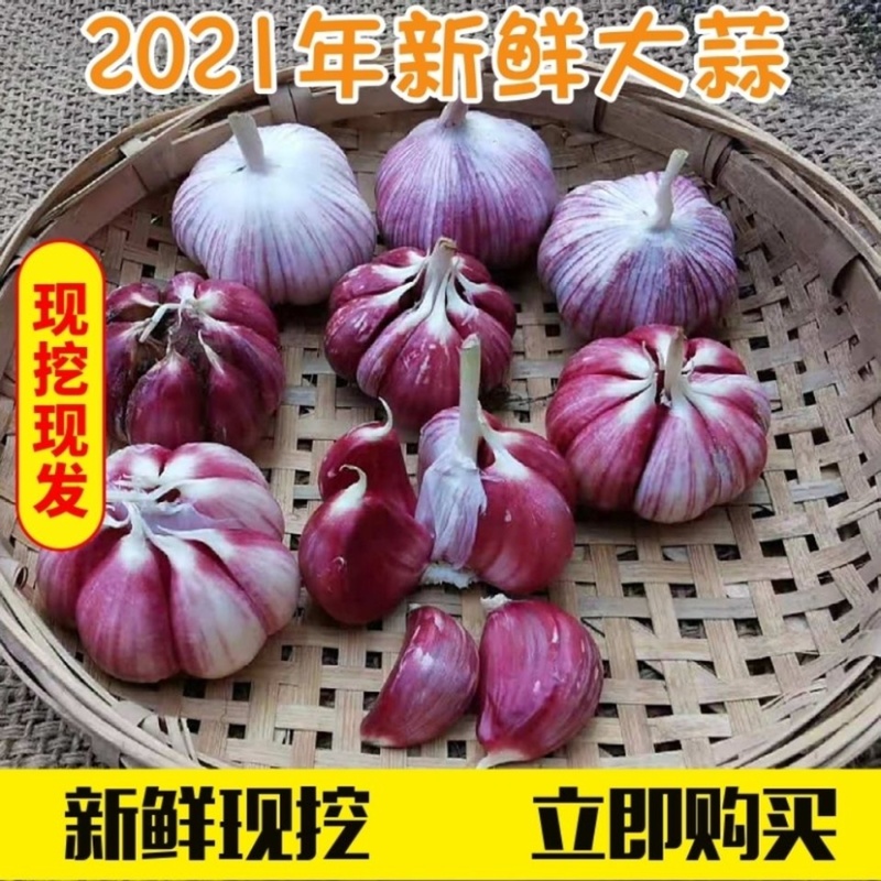 云南新鲜大蒜3斤5斤9斤湿蒜多瓣蒜紫皮支持一件代发