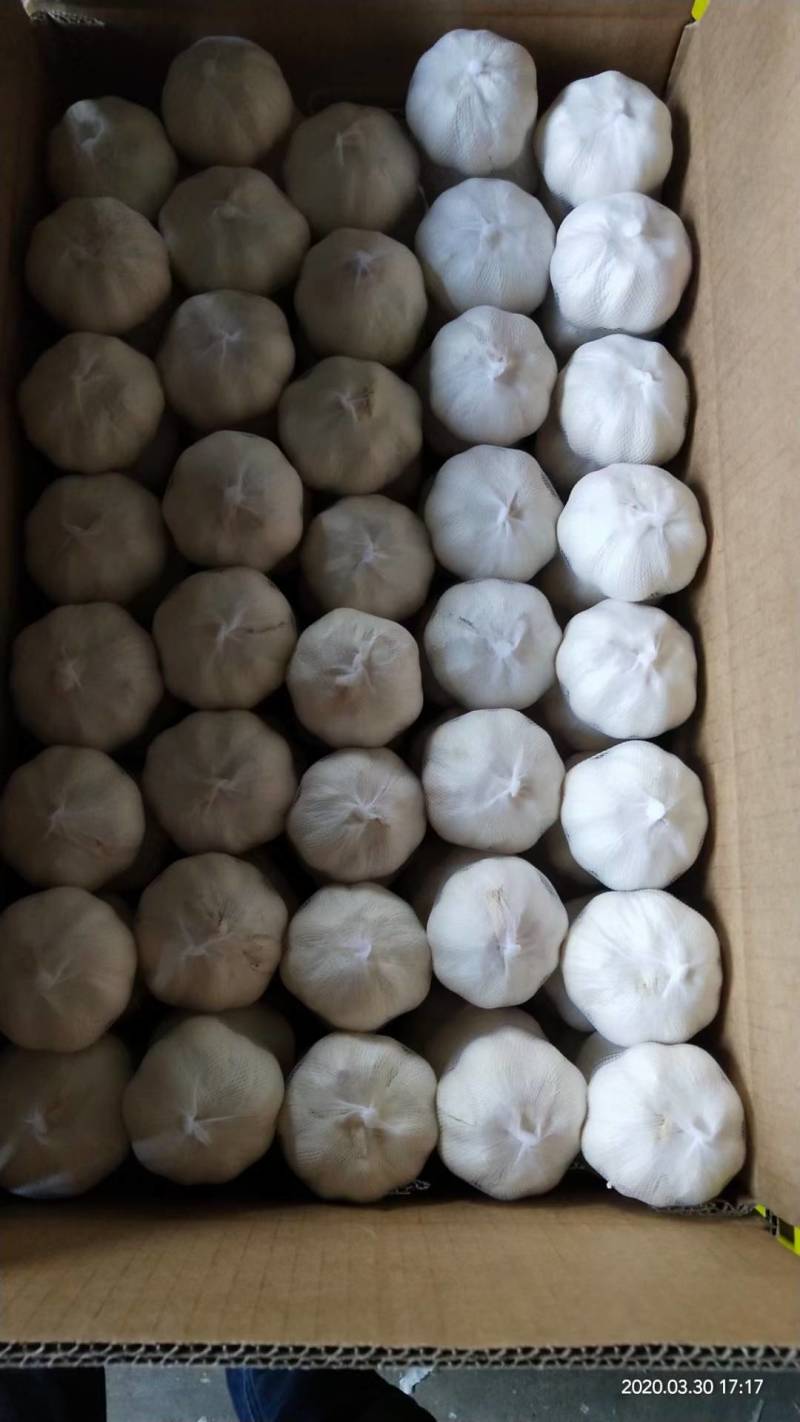 山东金乡常年加工大蒜全国发货出口均可，诚信经营。