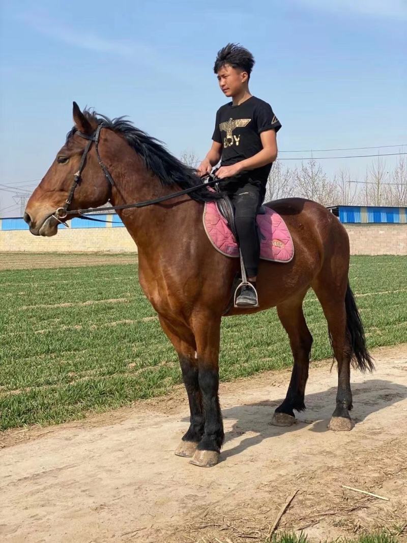 矮马骑乘大马，宠物马，马车景区用马婚纱摄影用马