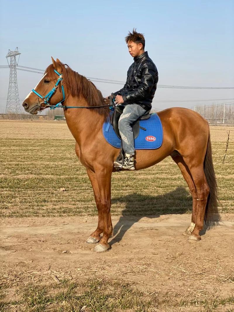 矮马骑乘大马，宠物马，马车景区用马婚纱摄影用马