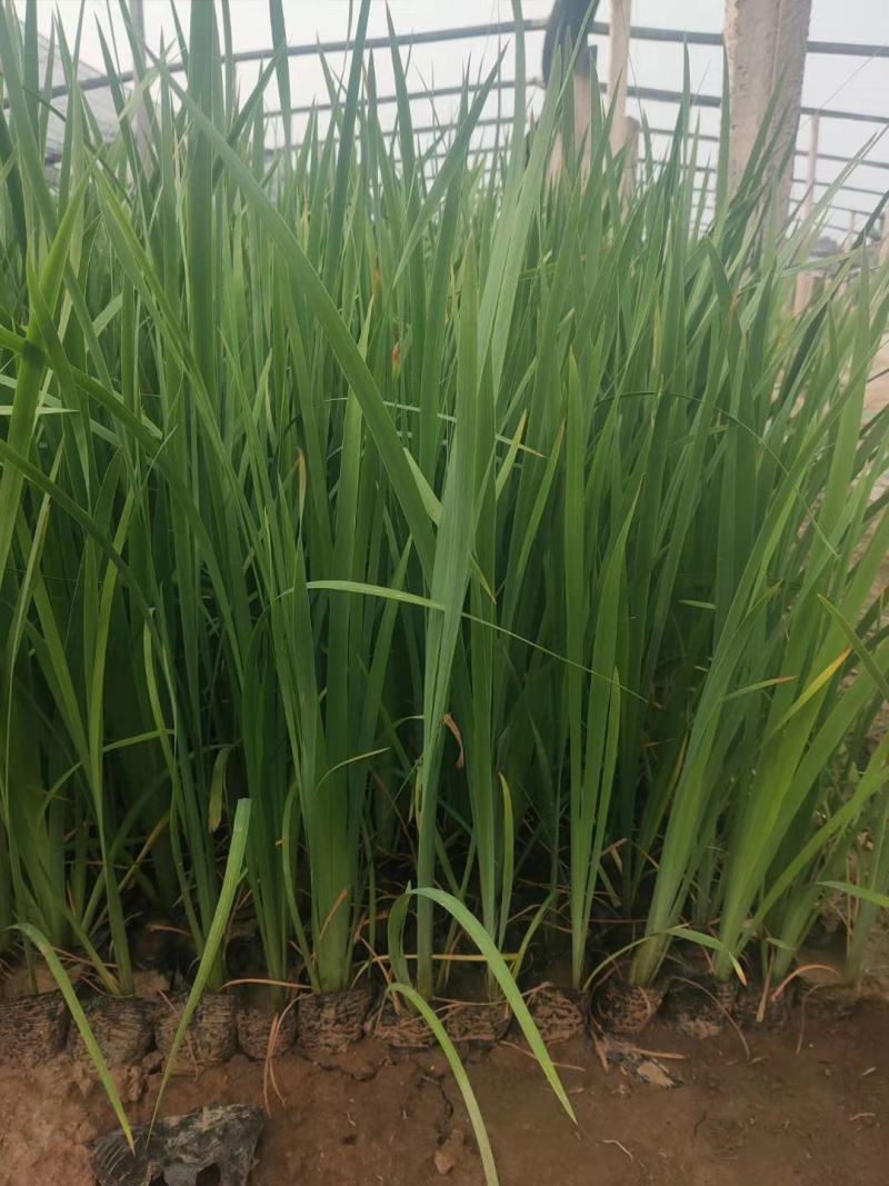 菖蒲花菖蒲基地直销常年供应各种绿化苗木