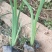 菖蒲花菖蒲基地直销常年供应各种绿化苗木