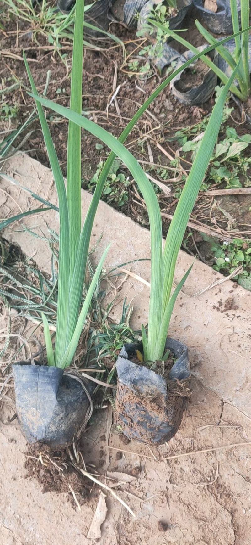 菖蒲花菖蒲基地直销常年供应各种绿化苗木