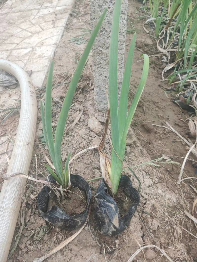 菖蒲花菖蒲基地直销常年供应各种绿化苗木