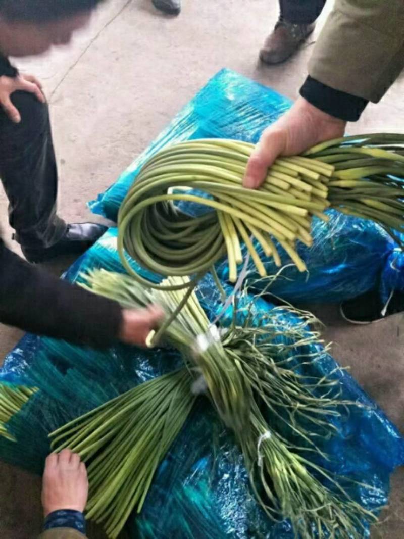 山东金乡本地蒜薹装车中，发往无锡，全国发货按客户需求加工
