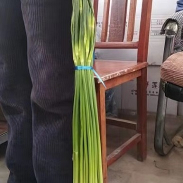 山东金乡本地蒜苔一手货源装车发往广州市场