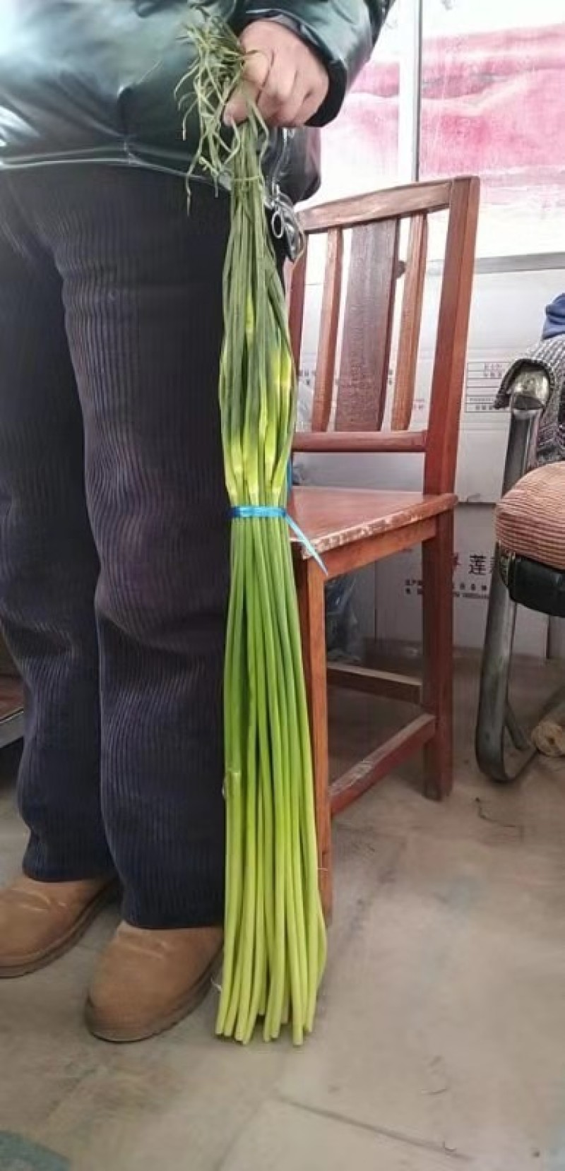 山东金乡本地蒜苔一手货源装车发往广州市场