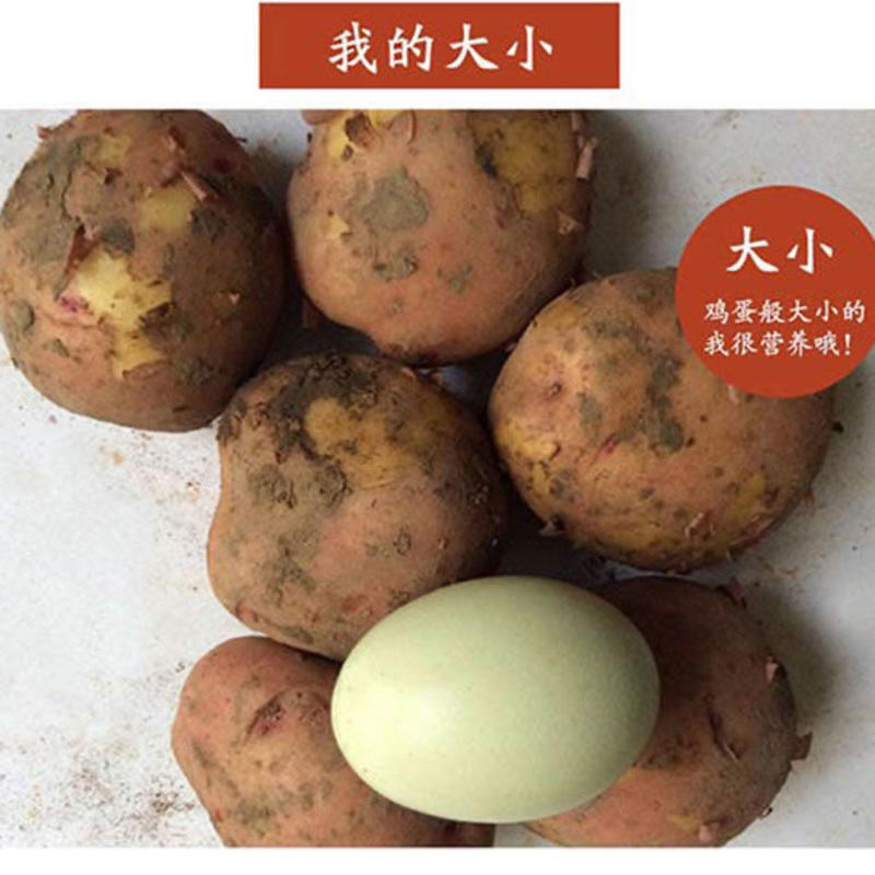 云南新鲜红皮土豆洋芋马铃薯合作88产地直发
