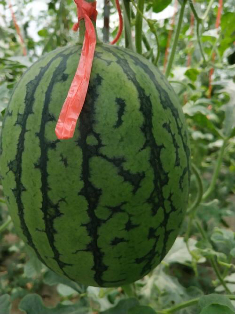 西瓜【精品】全美2K西瓜3斤打底9成熟1茬一手货源