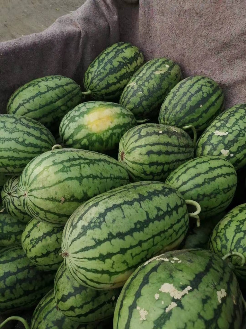 西瓜【精品】全美2K西瓜3斤打底9成熟1茬一手货源