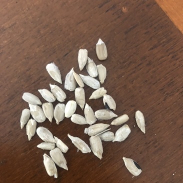 哈萨克斯坦红花籽需要联系