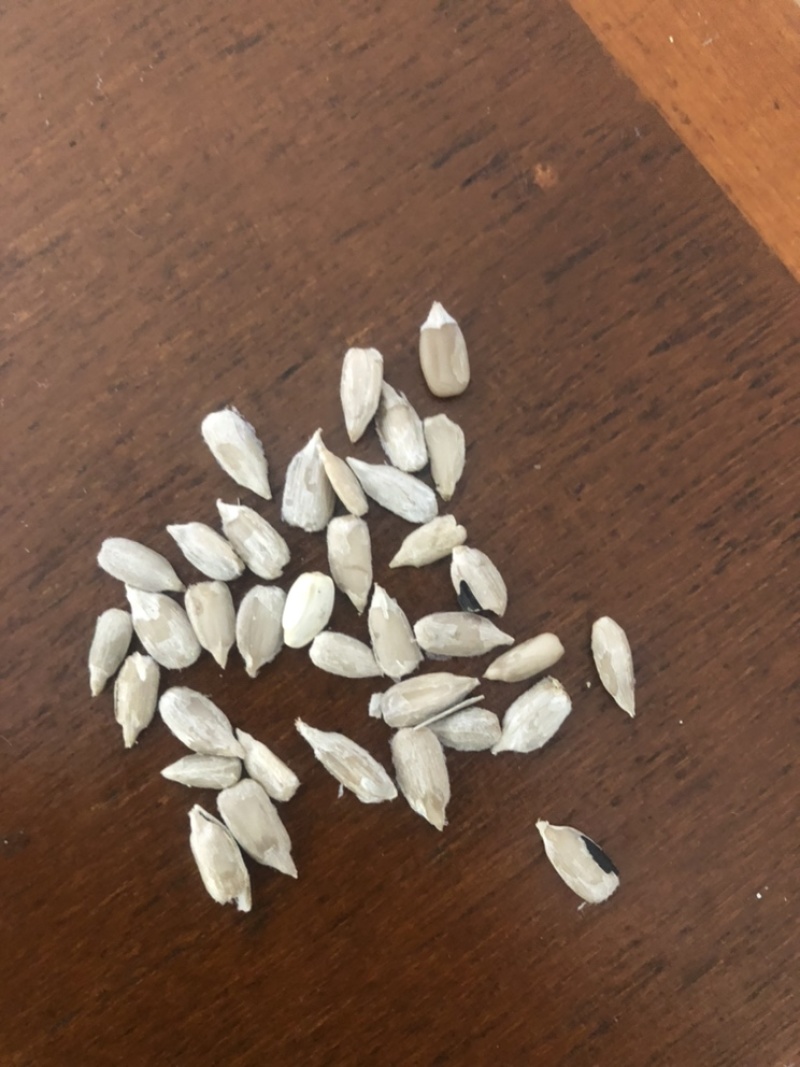 哈萨克斯坦红花籽需要联系