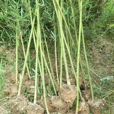 竹苗，刚竹，淡竹，绿化竹苗1到6公分竹子供应