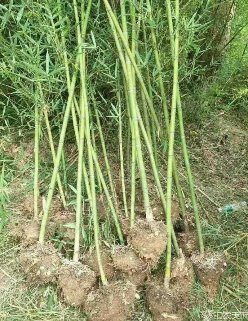 竹苗，刚竹，淡竹，绿化竹苗1到6公分竹子供应
