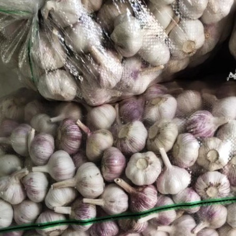 发往哈尔滨的红皮金乡大蒜一手货源全国发货