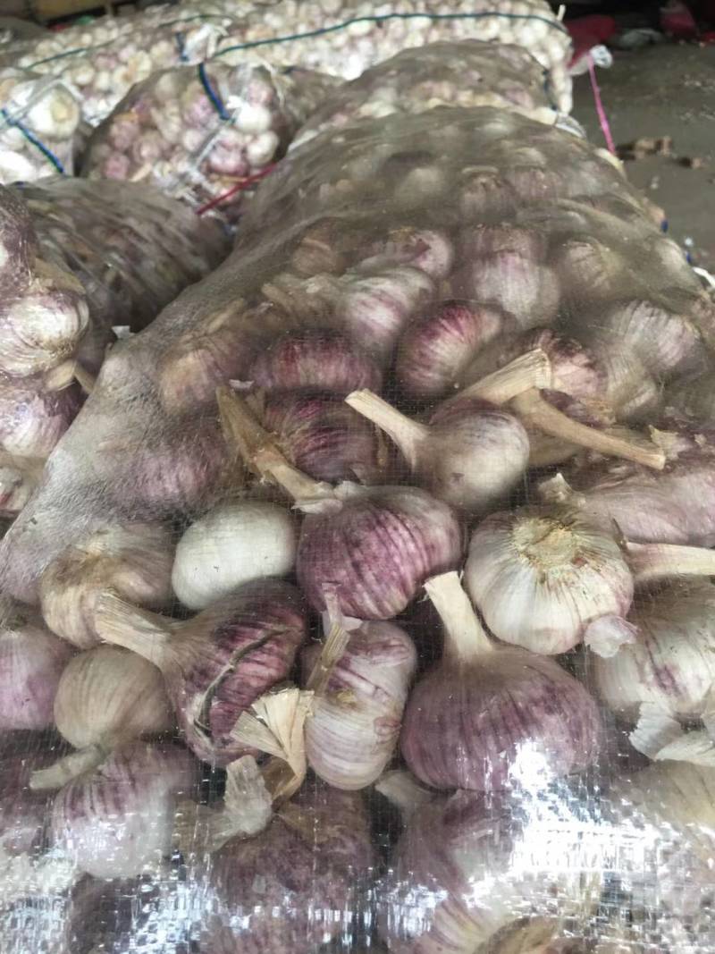 发往哈尔滨的红皮金乡大蒜一手货源全国发货
