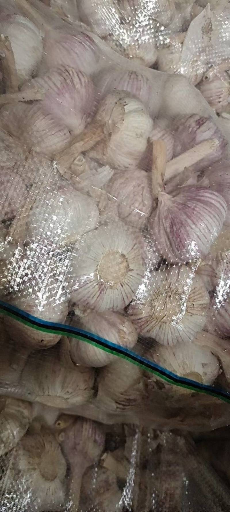 发往哈尔滨的红皮金乡大蒜一手货源全国发货