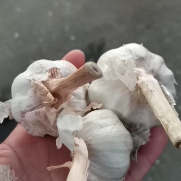 发往哈尔滨的红皮金乡大蒜一手货源全国发货