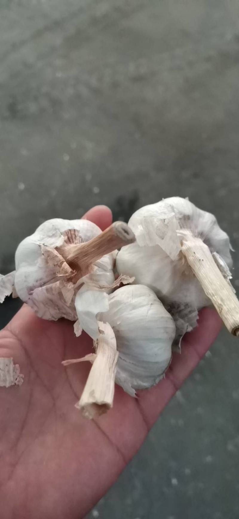 发往哈尔滨的红皮金乡大蒜一手货源全国发货