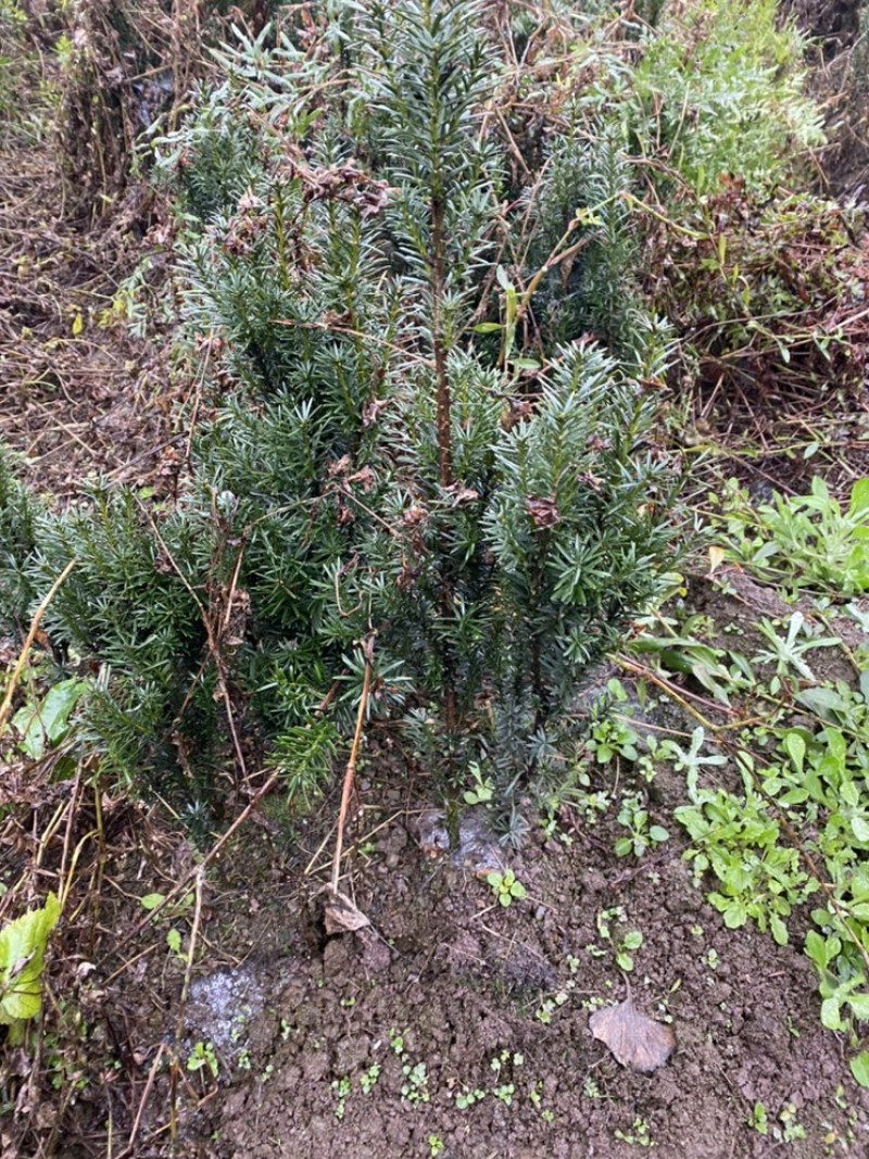 曼迪亚红豆杉出售，诚信第一全国发货，保证质量