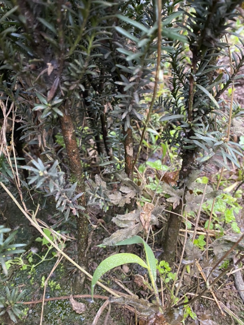 曼迪亚红豆杉出售，诚信第一全国发货，保证质量