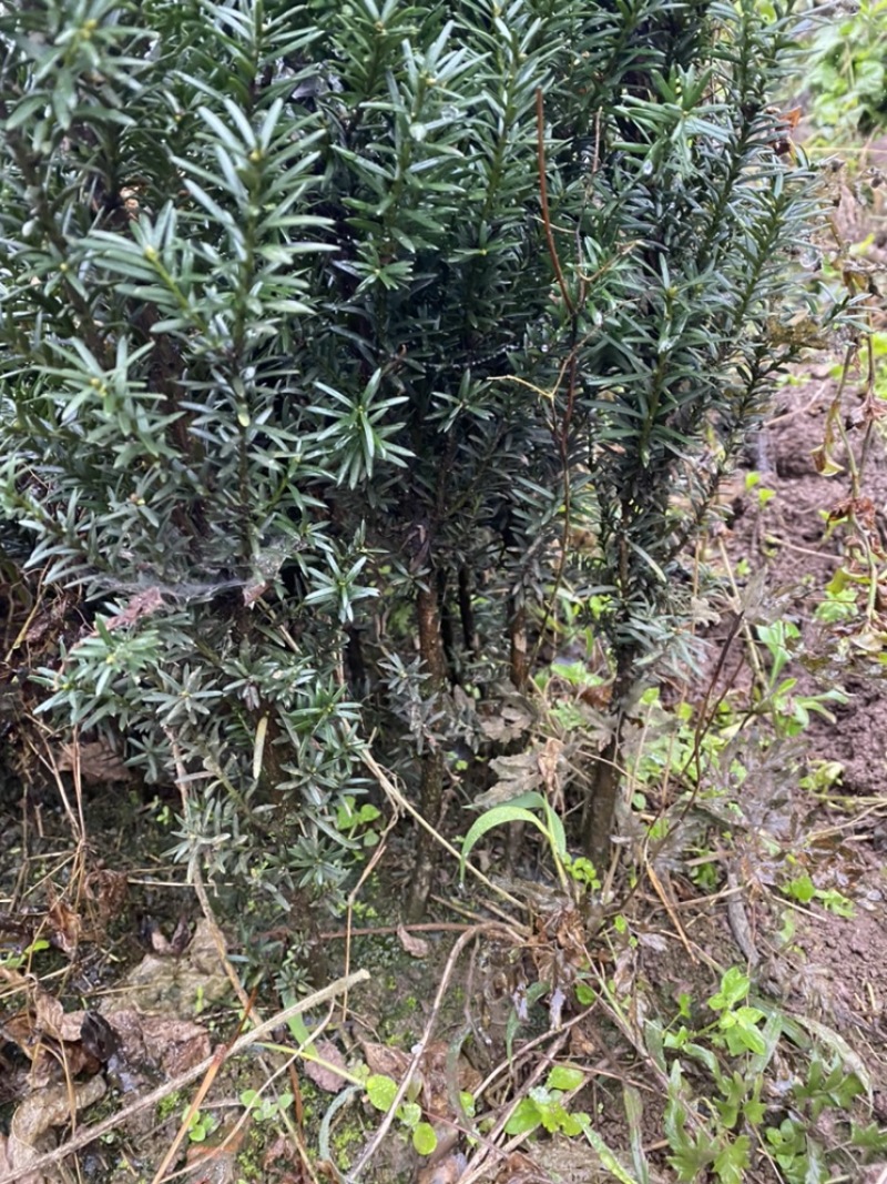 曼迪亚红豆杉出售，诚信第一全国发货，保证质量