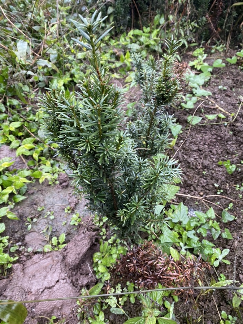 曼迪亚红豆杉出售，诚信第一全国发货，保证质量