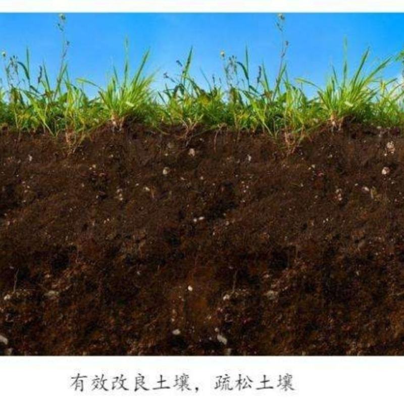 哈茨木霉菌微生物菌剂根腐病克星生根剂菌肥灰霉病