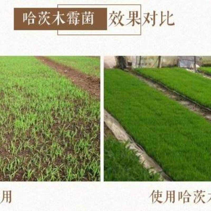 哈茨木霉菌微生物菌剂根腐病克星生根剂菌肥灰霉病