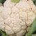 优质花菜，花色乳白，平均2~3斤，诚信合作，代发全国