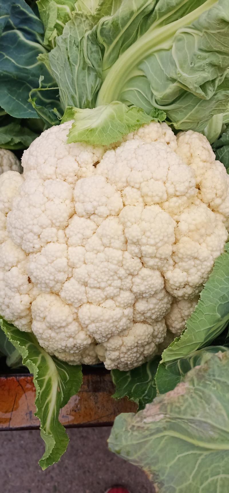 优质花菜，花色乳白，平均2~3斤，诚信合作，代发全国