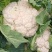 优质花菜，花色乳白，平均2~3斤，诚信合作，代发全国