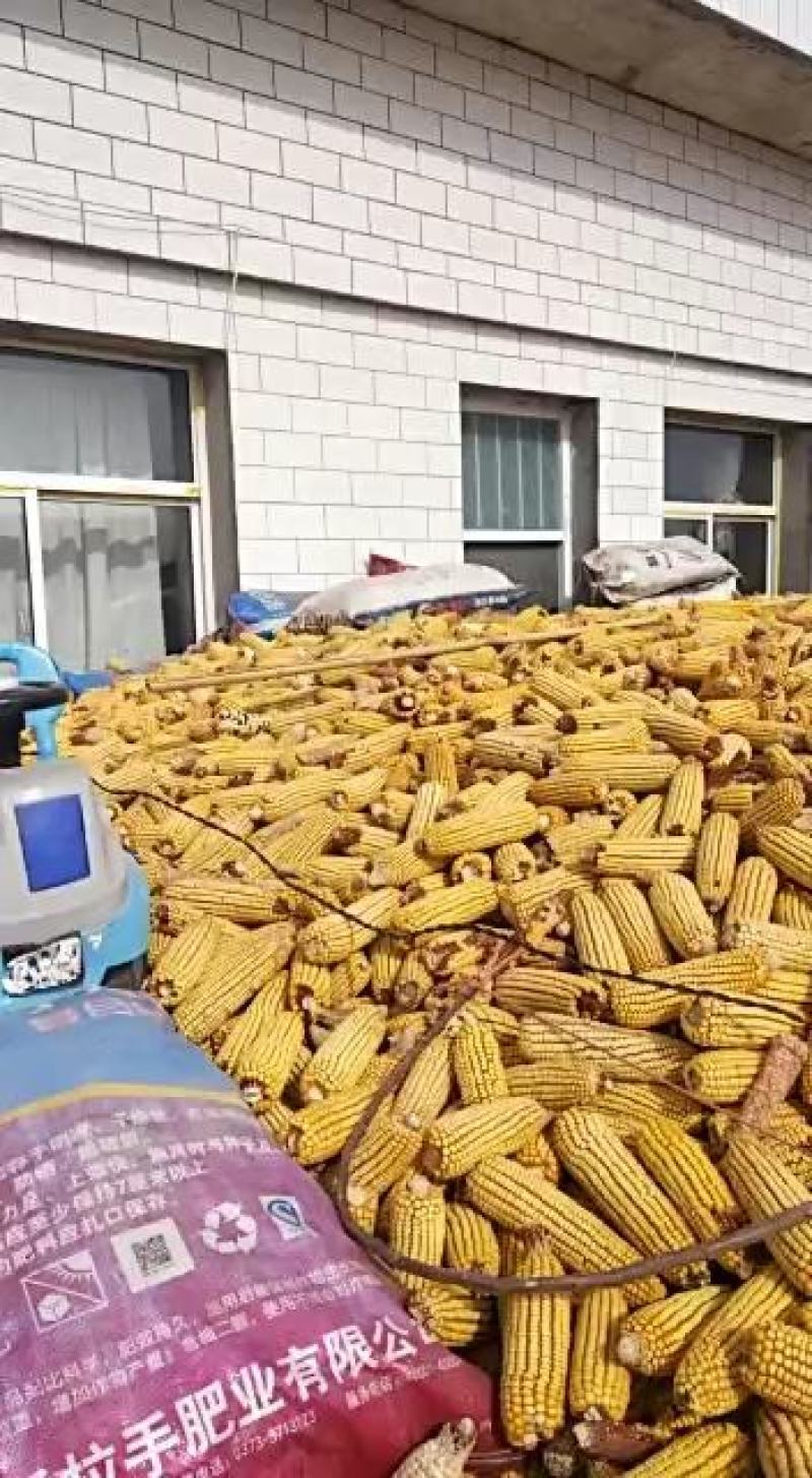 。，，，，，干玉米粒，，玉米