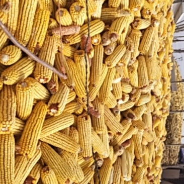 。，，，，，干玉米粒，，玉米
