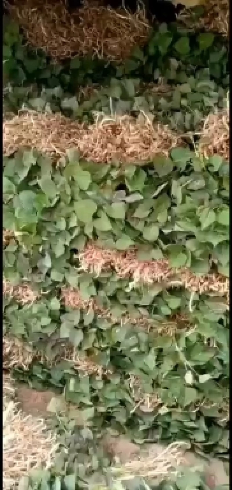 榴莲金枕红薯苗