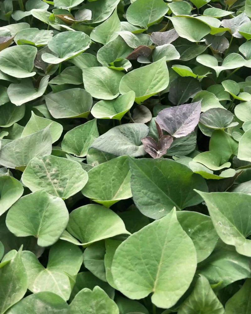 榴莲金枕红薯苗