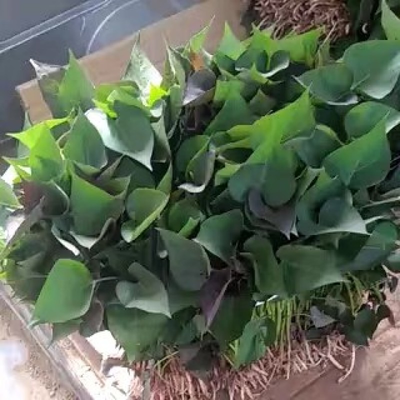 西瓜蜜，烤蜜薯苗白哈密板栗薯榴莲蜜薯紫美人