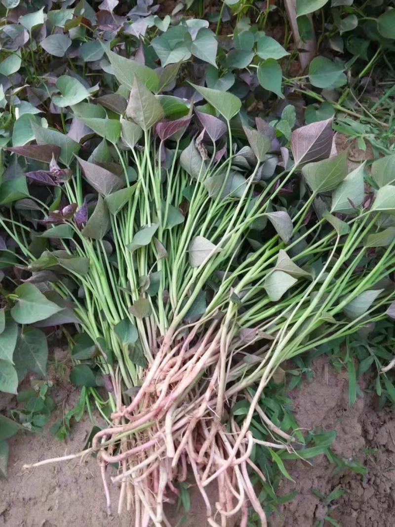 西瓜蜜，烤蜜薯苗白哈密板栗薯榴莲蜜薯紫美人