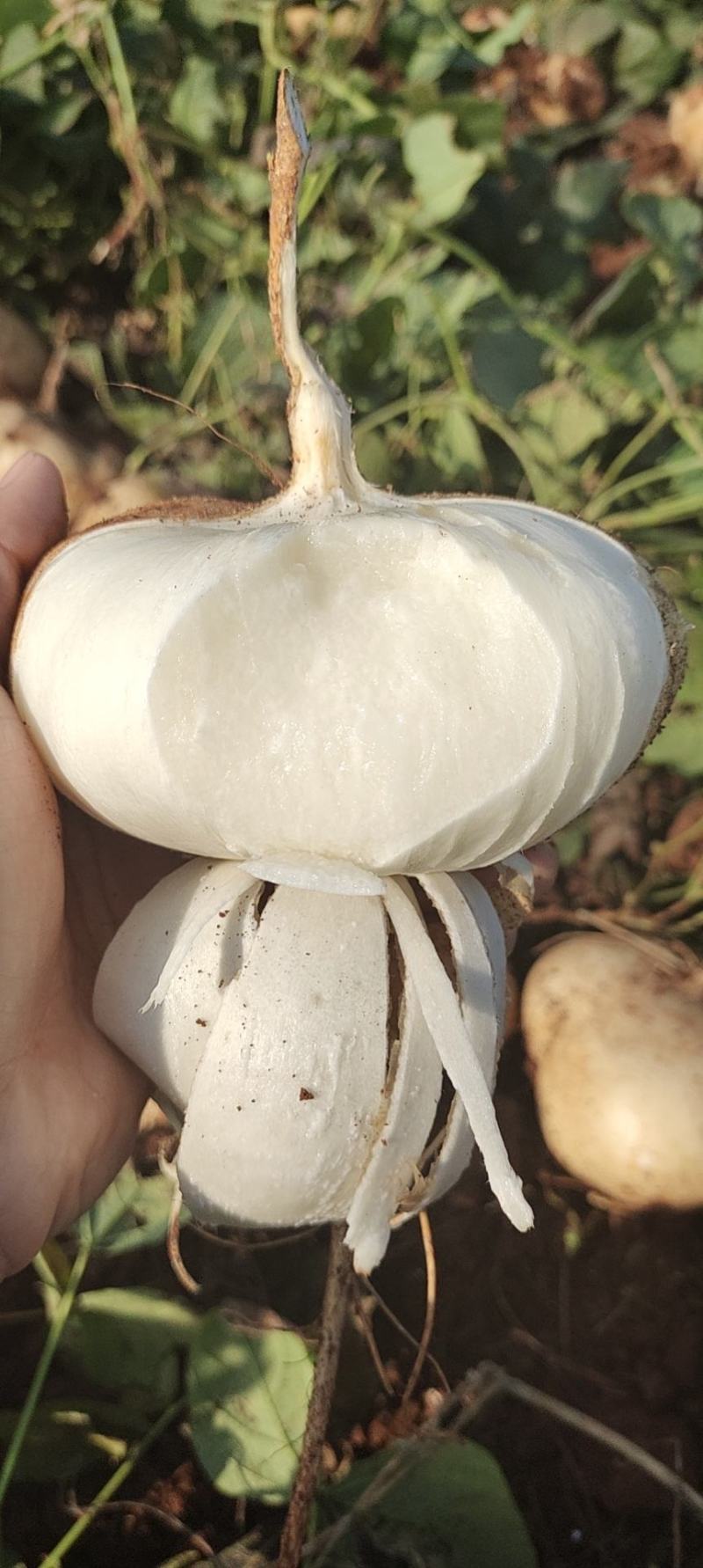 精品广东豆薯，雷州凉薯，2023新苗苟薯沙苟大量供应。