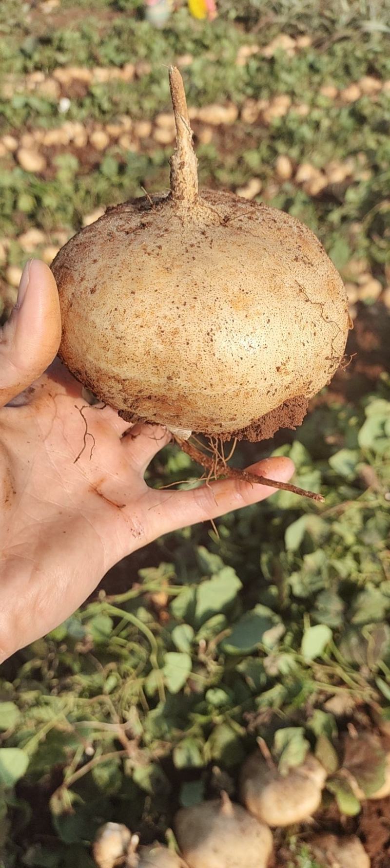 精品广东豆薯，雷州凉薯，2023新苗苟薯沙苟大量供应。
