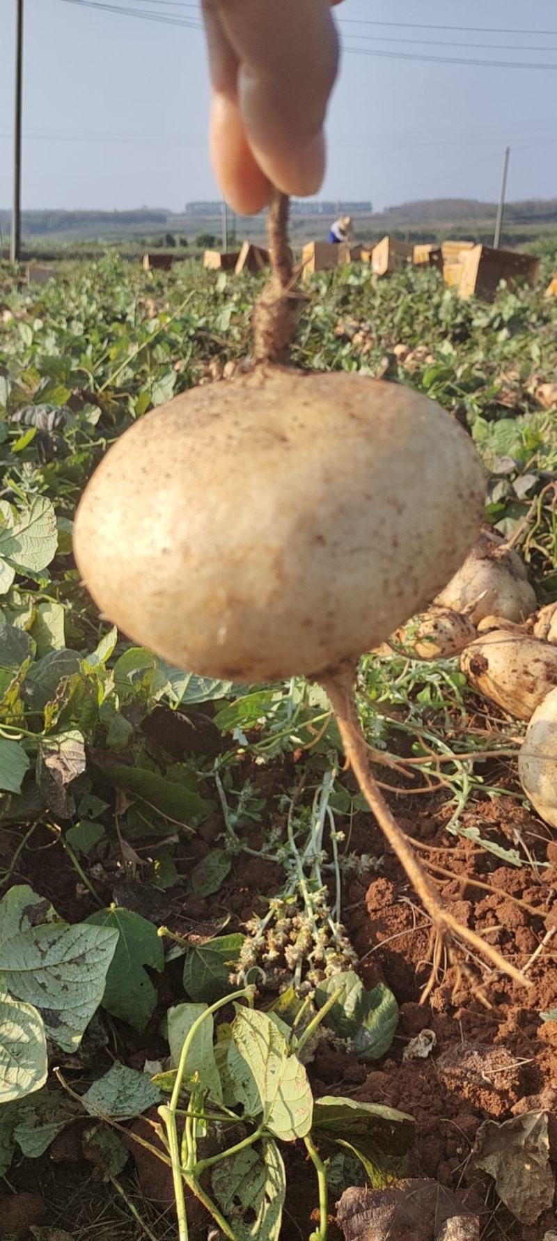 精品广东豆薯，雷州凉薯，2023新苗苟薯沙苟大量供应。