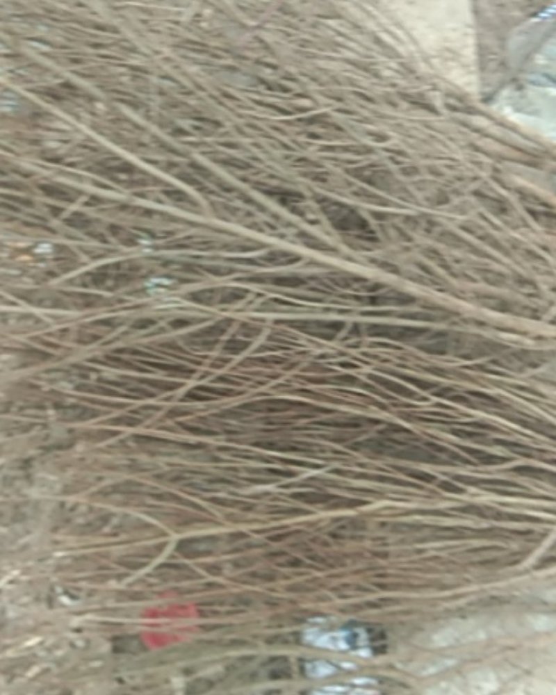紫薇苗80cm以上花期长达一百二十多天，花色漂亮。