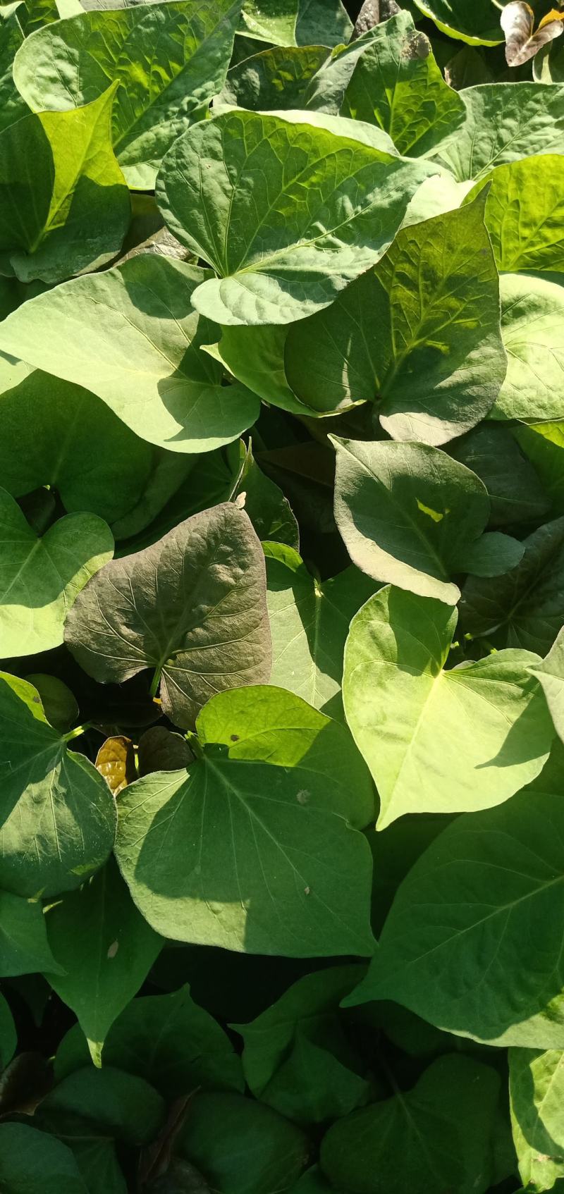 西瓜蜜红薯苗蜜薯苗龙薯9哈密板栗薯